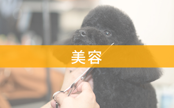 犬の美容