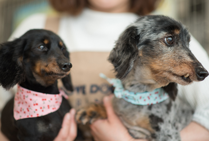 ミニチュアダックスフンド