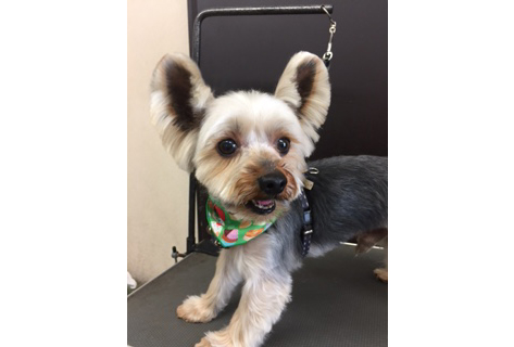 ヨークシャーテリア