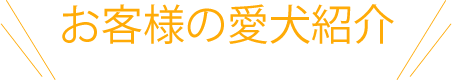 お客様の愛犬ご紹介
