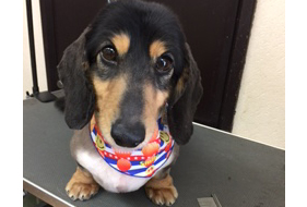 ダックスフンド